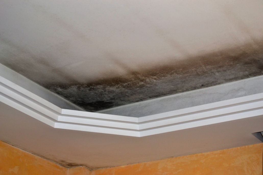 mold cleanup and testing services Abbotsford bc mold cleanup and testing services Abbotsford bc